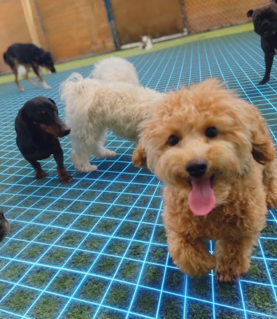 Dogs playing on artificial grass with a stability grid visualisation